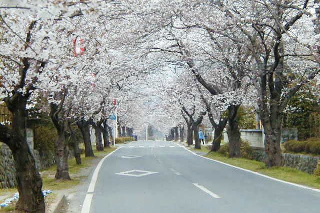 長瀞・桜新道