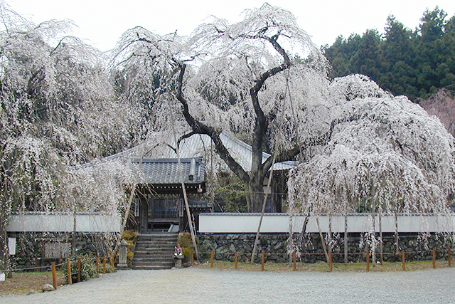 清雲寺・しだれ桜