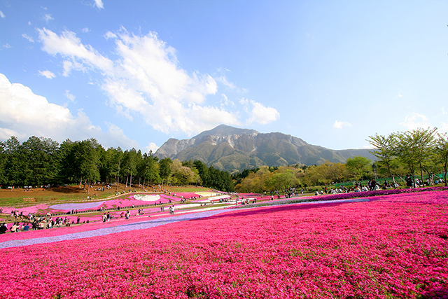 羊山公園・芝桜