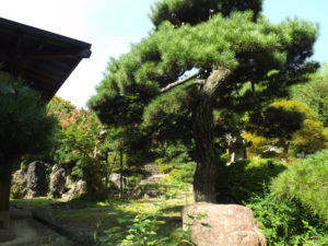 庭全景