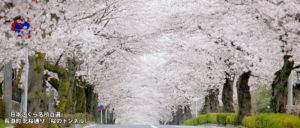 「日本さくら名所百選」 長瀞町 北桜通り（桜のトンネル）