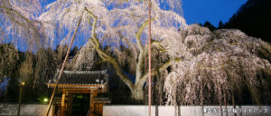 清雲寺しだれ桜ライトアップ