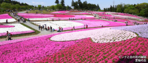 ピンクと白の花の絨毯 芝桜の丘