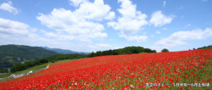 天空のポピー　5月中旬～6月上旬頃