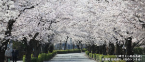 「日本さくら名所百選」 長瀞町 北桜通り（桜のトンネル）