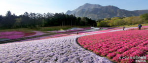 ピンクと白の花の絨毯 芝桜の丘